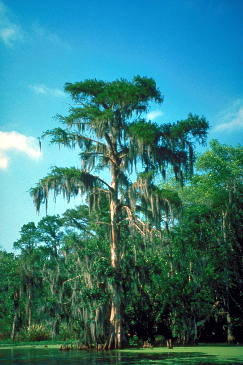 Bald cypress trees standing in still water in the Atchafalaya Basin